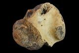 Fossil Crocodylomorph Vertebra - Montana #134812-3